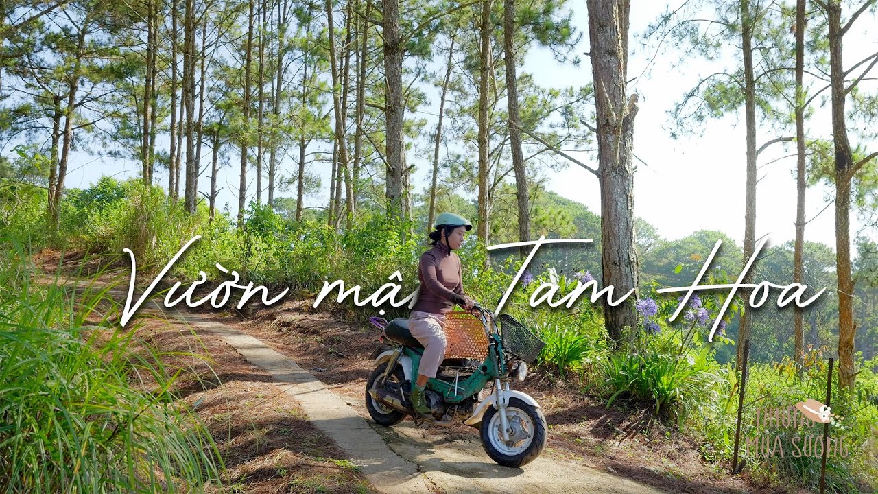 Lang thang vườn mận Tam Hoa ở Cầu Đất